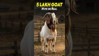 This GOAT sold for ₹5 LAKH…!🐐