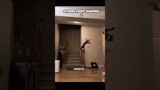 Others cat fight jumping💀🔥 #cat #viral