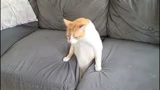 new best funny animals funniest cat😺 and 😸dog video  miss you cat😂🤣😁
