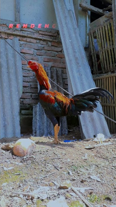 STORY WA HOBI AYAM.PETARUNG😍😍