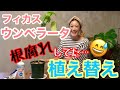 【観葉植物】「フィカス ウンベラータ」植え替え / 4月〜10月が適期