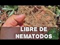 COMO ELIMINAR NEMATODOS DE TU HUERTO(AGRICULTURA ORGÁNICA)