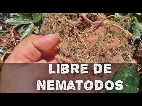 Video: Tratamiento del nematodo agallador de la raíz del ciruelo: qué hacer con los nematodos en las raíces del ciruelo