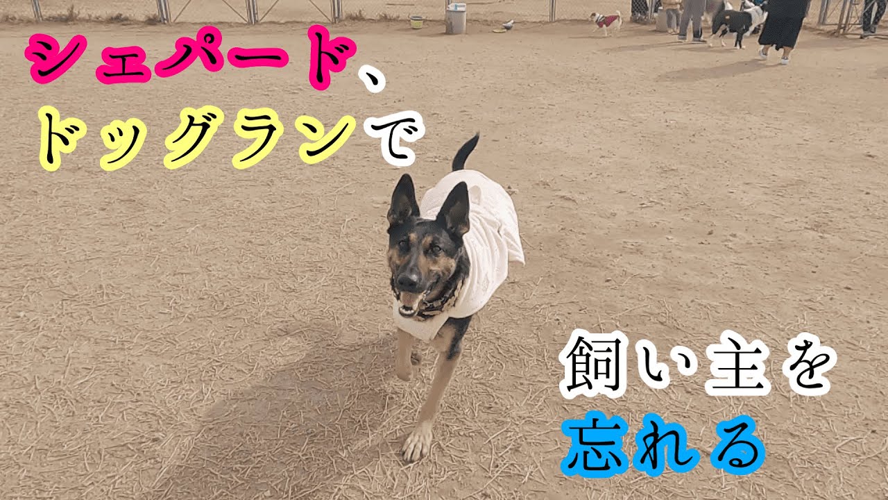 シェパード犬 ドッグランが楽しすぎて飼い主を忘れる German Shepherd My Dog Just Forgot Her Owners At The Dog Park Youtube シェパード犬 ドッグランが楽しすぎて飼い主を忘れる German Shepherd My Dog Just Forgot Her Owners At The Dog Park Youtube