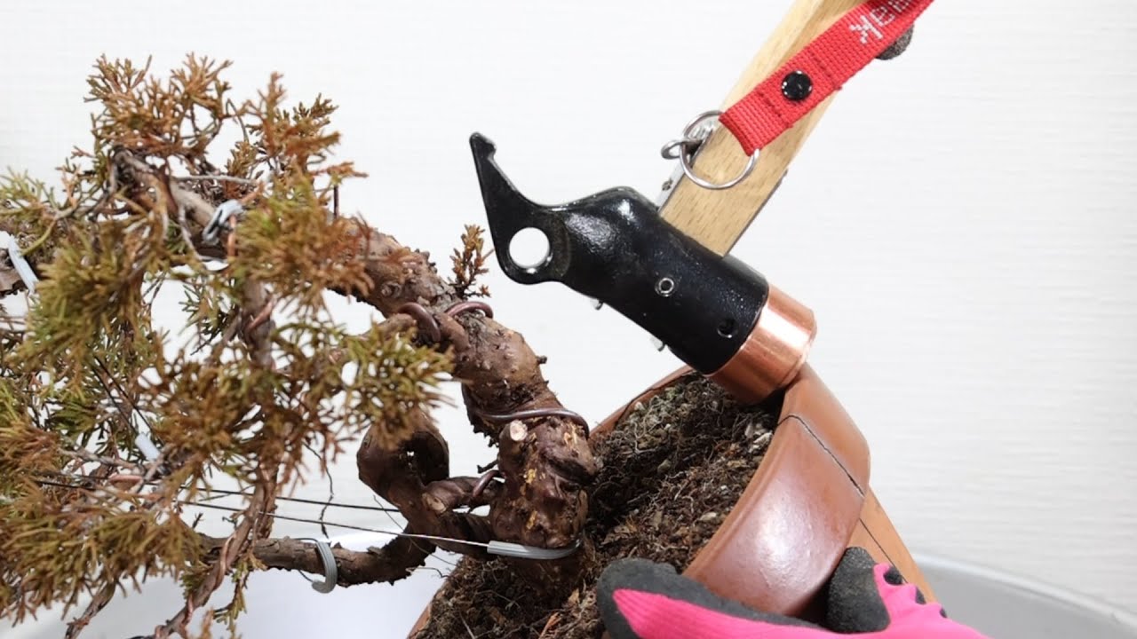 2000円の持ち崩し真柏の再生　20万の真柏と比較してください。  盆栽