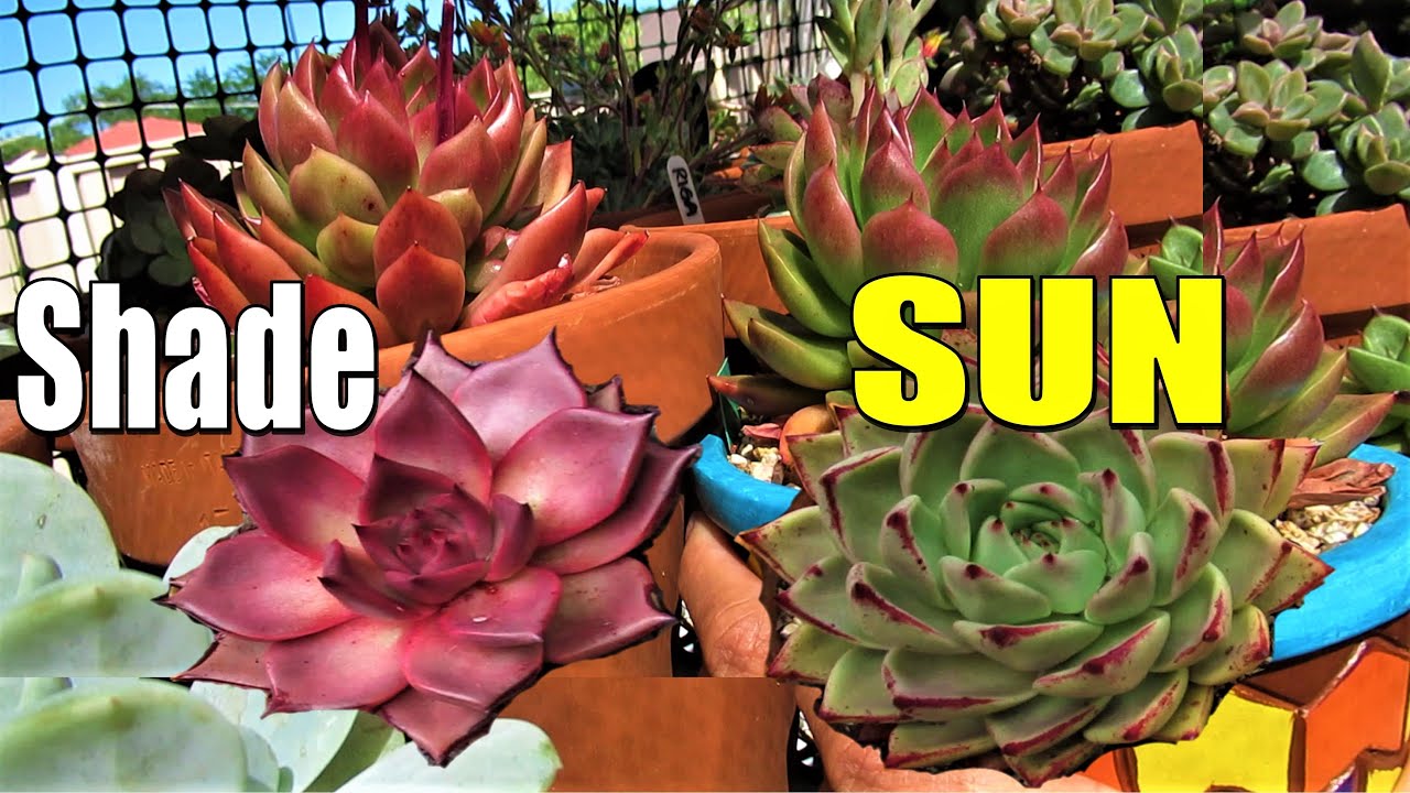 COLORFUL SUCCULENTS IN THE SHADE