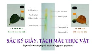 Paper chromatography, separating plant pigments