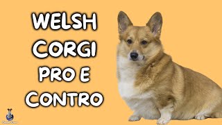 Welsh Corgi: Pro e Contro by Mondo Cane 6,269 views 11 months ago 4 minutes, 21 seconds