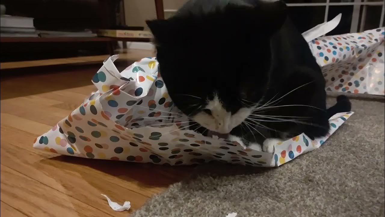 my cat ripping paper YouTube