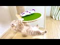 知育のため届かない場所にオモチャを置いたら、懸垂し始めた子猫www