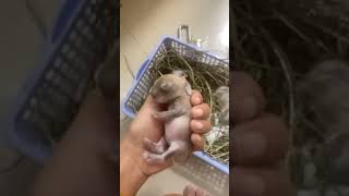 Babi Rabbit 10days  Cambodia animals shortvideo shorts rabbit viralvideo viralshorts rabbit