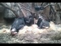 Bonobos im Frankfurter Zoo