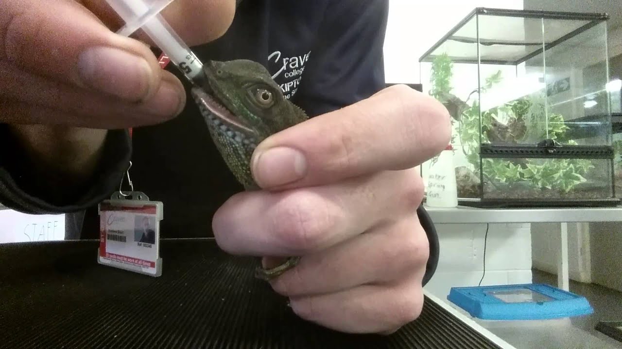 Force Feeding Chinese Water Dragon YouTube