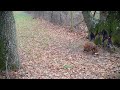 Animaux sauvages de nos forêts Partie 5 (renards, chevreuils, martre, lièvre,...)- Full HD