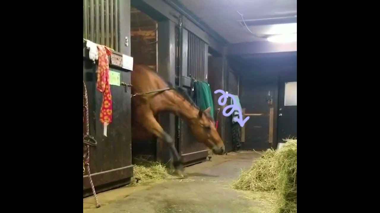 Horse Steals A Quick Snack 