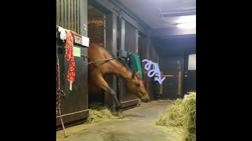 Thumbnail of Horse Steals a Quick Snack! 🐴💕