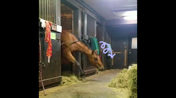 Horse Steals a Quick Snack! 🐴💕