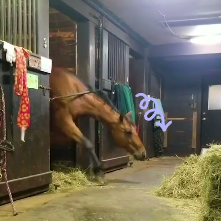Horse Steals a Quick Snack! 🐴💕