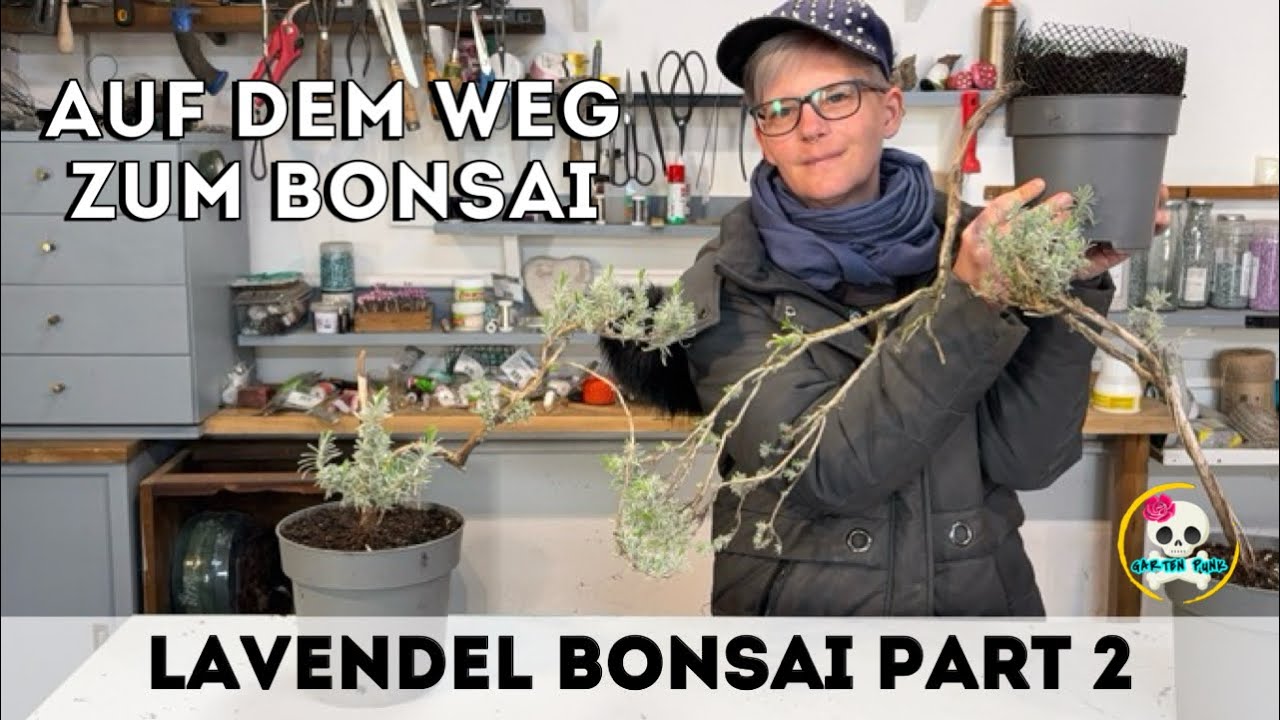 ginkgo biloba mariken bonsai 'Metis' the Ginkgo
