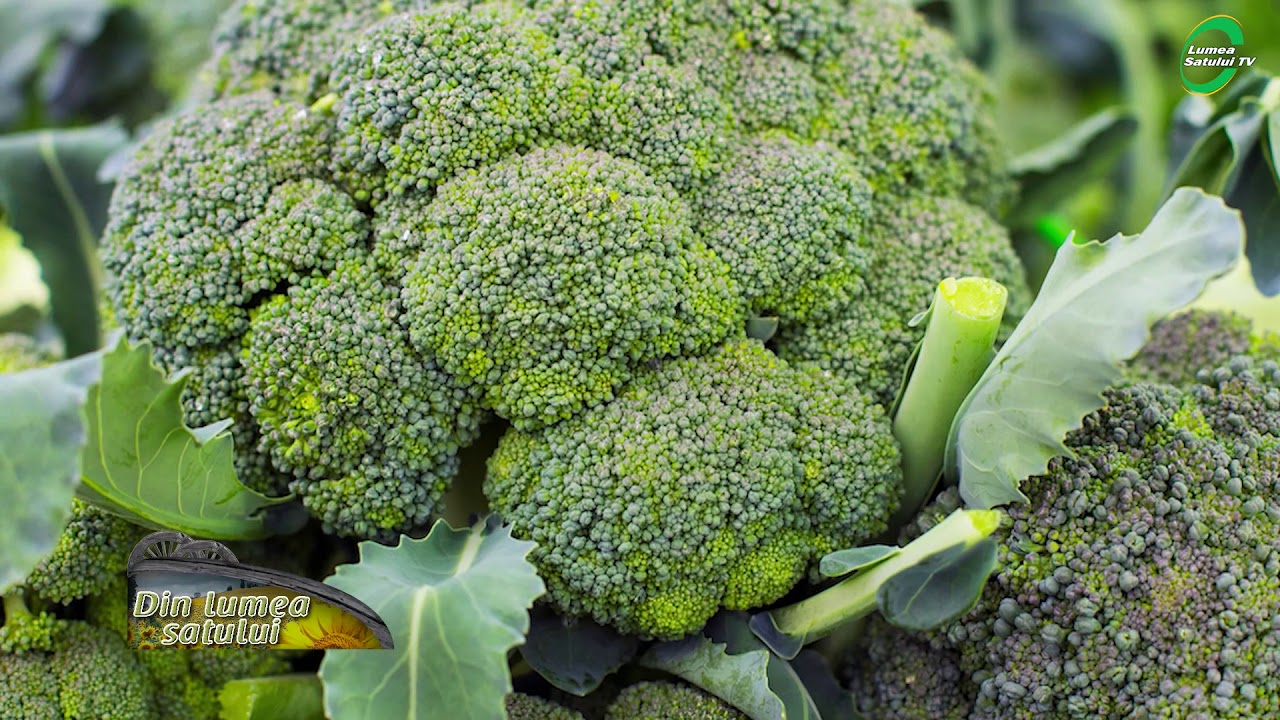 Cum se cultivă broccoli