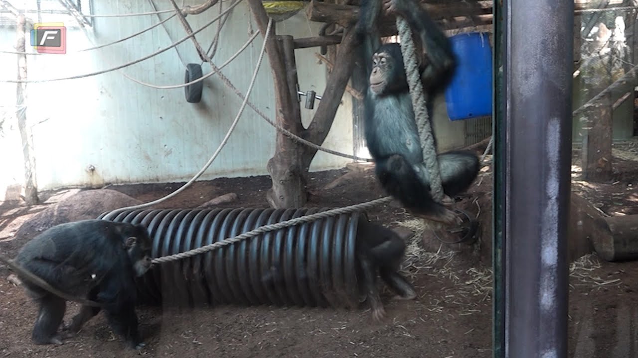 Regnskoven i Københavns Zoo