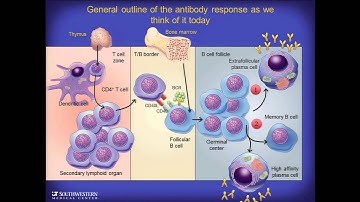 Bruce A. Beutler, M.D., on Monitored Destruction of the Mouse Genome by Random Germ Line Mutagenesis