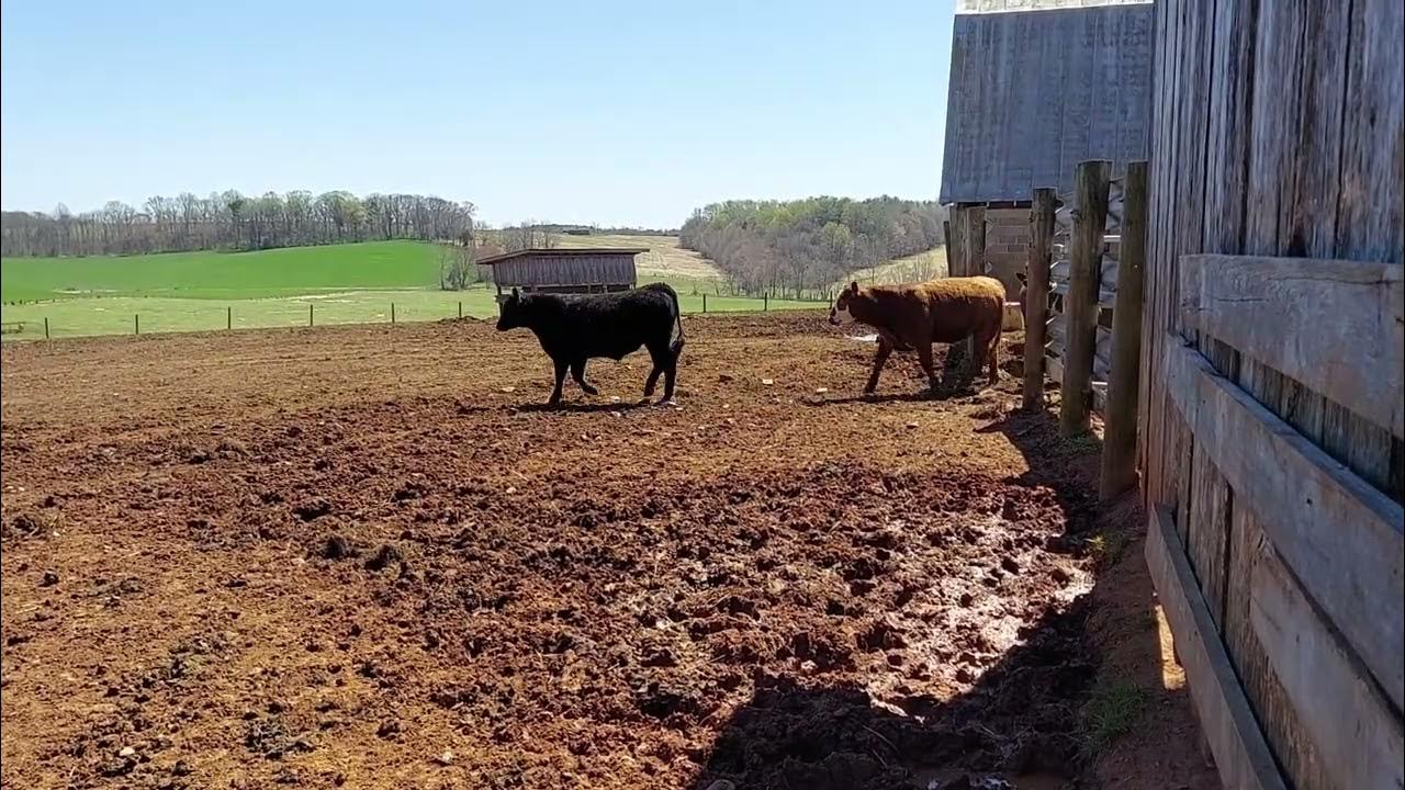 Johnson Cattle offering load of 850 Lbs. Steers at Rockingham Livestock