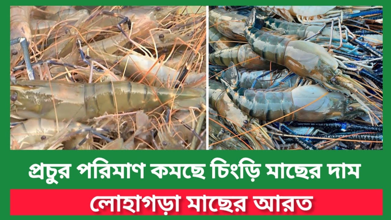 কি কারনে বিক্রি হচ্ছে না চিংড়ি মাছ দেখুন লোহাগড়া মাছের আরত! প্রচুর ...