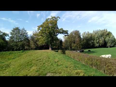 Friese koeien in Vaals.  Friesian cows in Vaals.