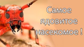 Самое ядовитое насекомое ! ( Battlepillars ) Самое ядовитое насекомое ! ( Battlepillars )