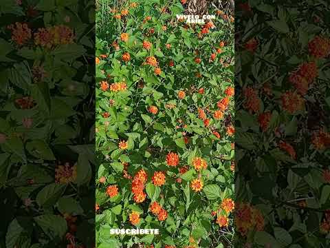 Plantas silvestres florecidas