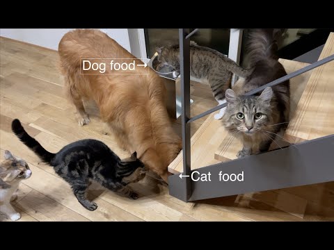 猫はDog foodを食べたいし、犬はCat foodを食べたい🍽🐶😺 @10Cats