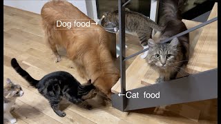 Cats want to eat dog food, dogs want to eat cat food 🍽🐶😺 by 10 Cats.ᐩ 157,099 views 3 years ago 3 minutes, 17 seconds