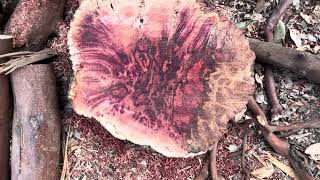 Amazing MADRONE BURL