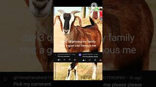 day 3 of uploading goat video until I get famous #subscribe  #100dayschallenge