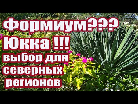 Видео: Почему мой формиум становится коричневым?