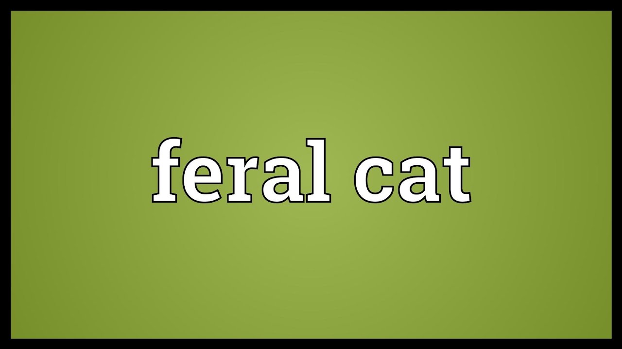 Feral Cat Meaning Youtube