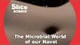 The hidden world of microorganisms ile ilgili video
