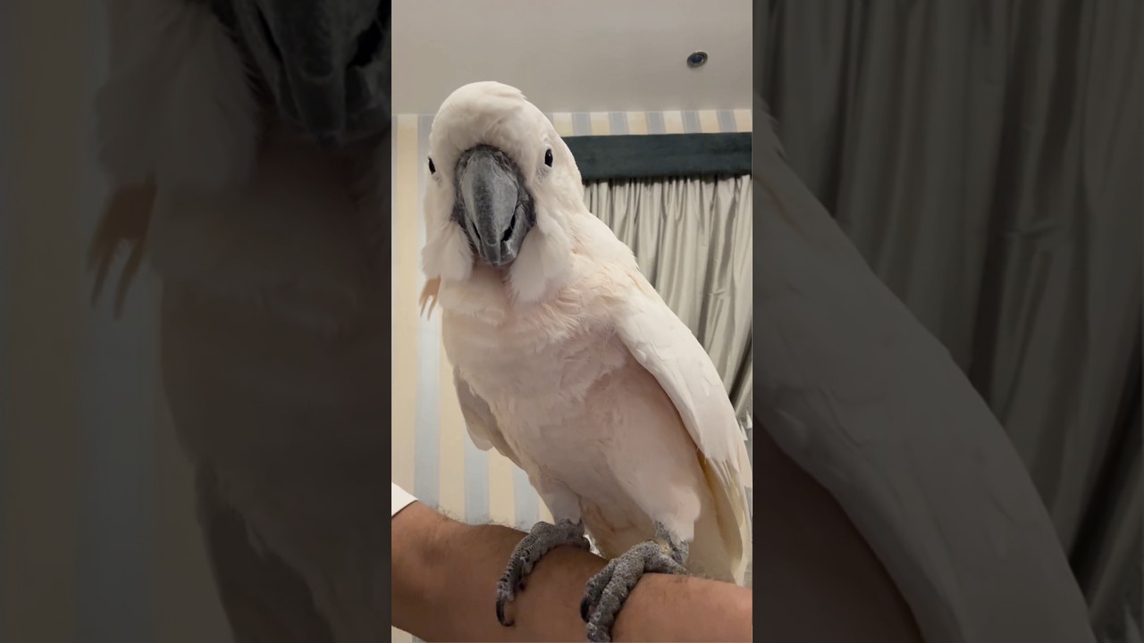 طائر الكوكاتو