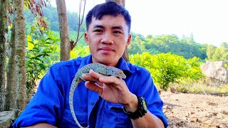 Thuần phục một con tắc kè hoang dã (Domesticating a wild gecko)