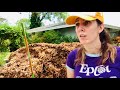 the Hard TRUTH about Amending Soil with Mulch | Florida Fall Vegetable Gardening