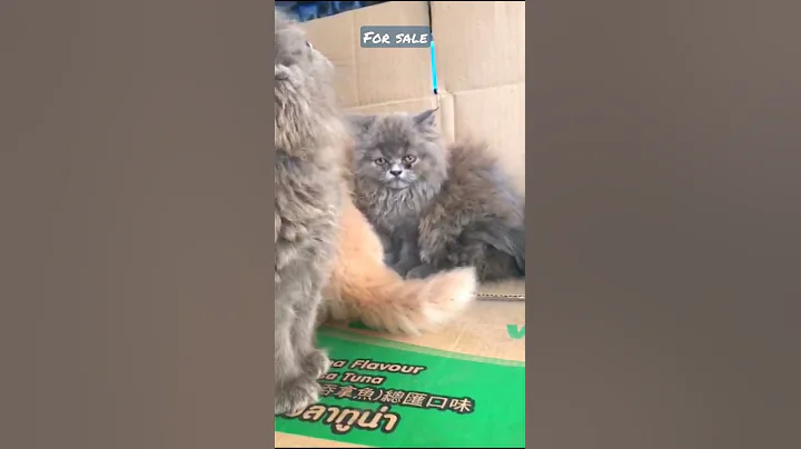 Video 150601: persian cat mating, persian cat playing, semi punch kitten