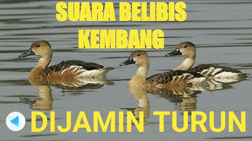SUARA PIKAT BURUNG BELIBIS KEMBANG || AMPUH AUTO TURUN @zaniehunter