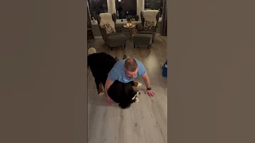Playful Dog Interrupts Owner S Pushup Workout 