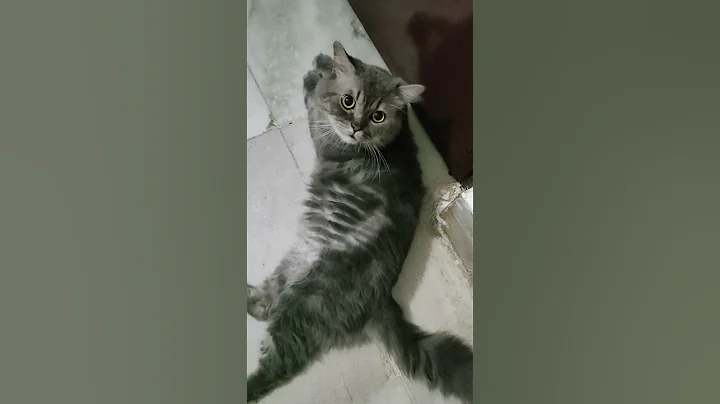 Video 11204441: cats funnycats meow, cat meowing funny