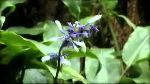 The Transhumanists part 11 documentary by Frank Theys.