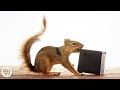 Watch These Frustrated Squirrels Go Nuts! |  Deep Look