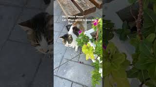 My cat language: 0/10. He’s not a fan. #cat #travel #greece #fyp #foryou #foryoupage #shorts