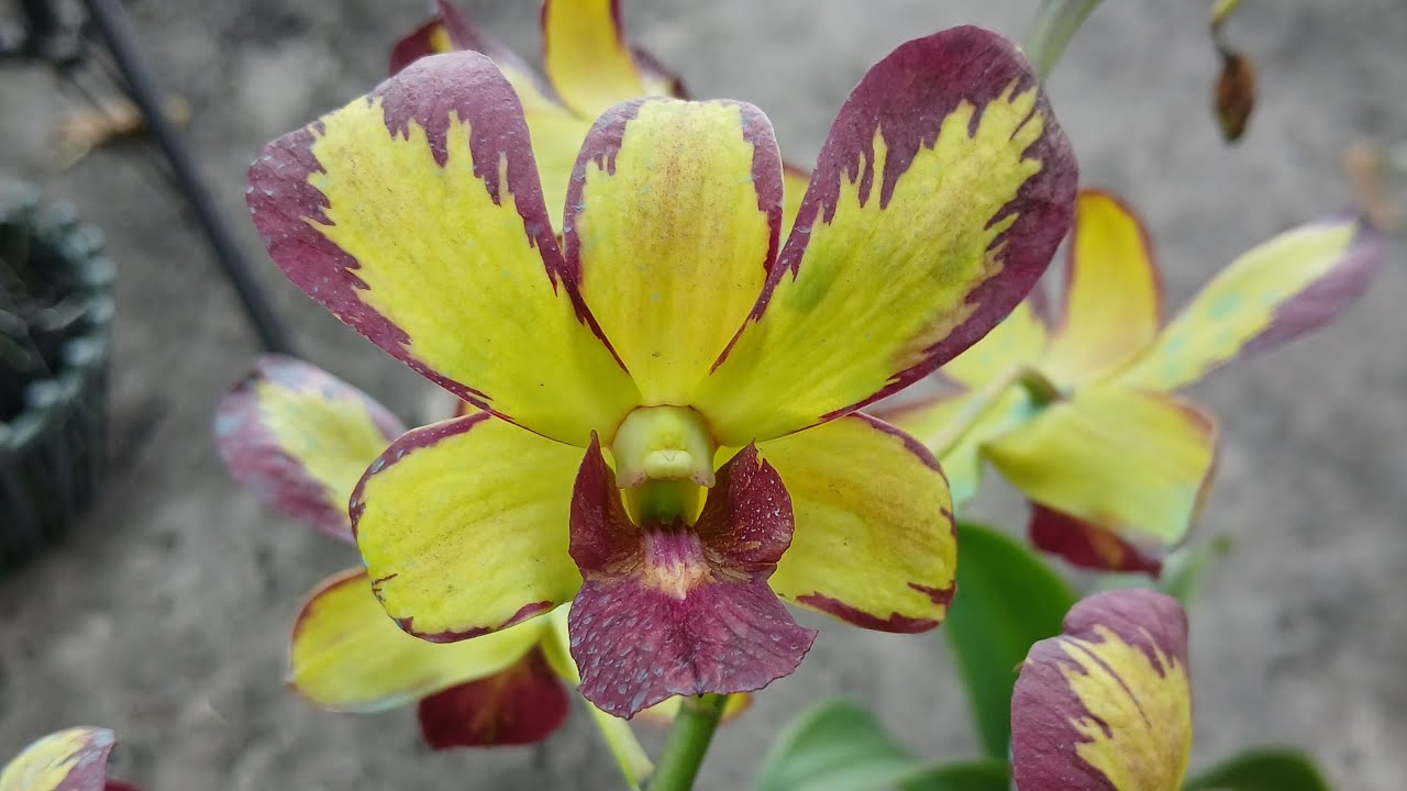 compo nhieu nu kinh moi..lh 0949.069727