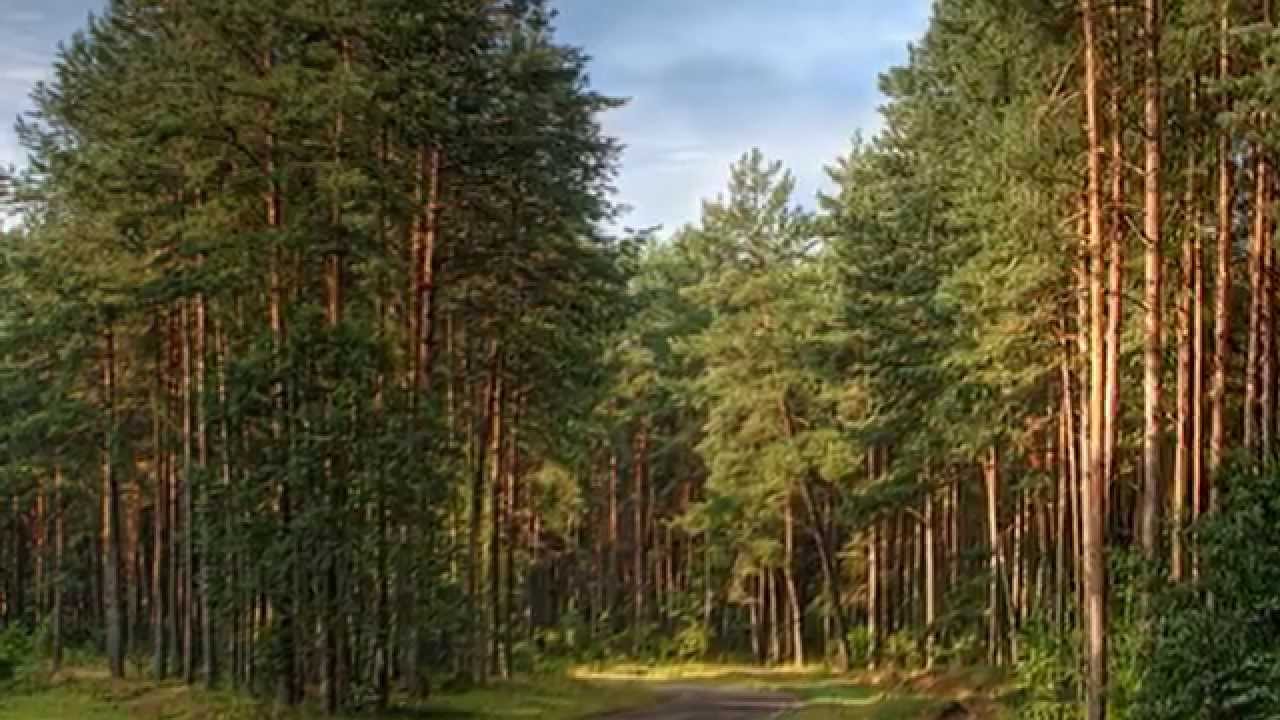 Плачет где то иволга - YouTube